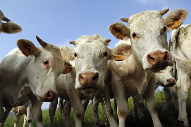 Comice Agricole