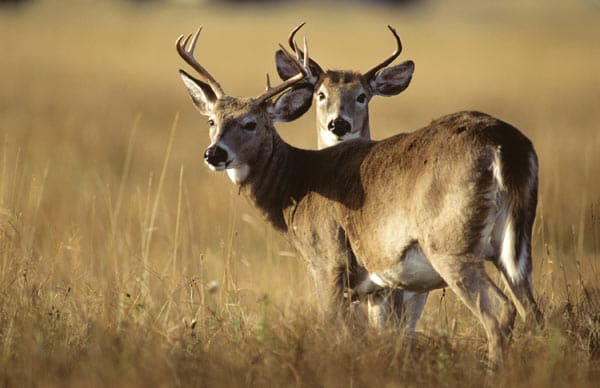 Société de Chasse